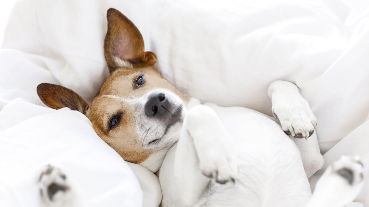 VET CBD ÖL für Hunde VET CBD ÖL für Hunde