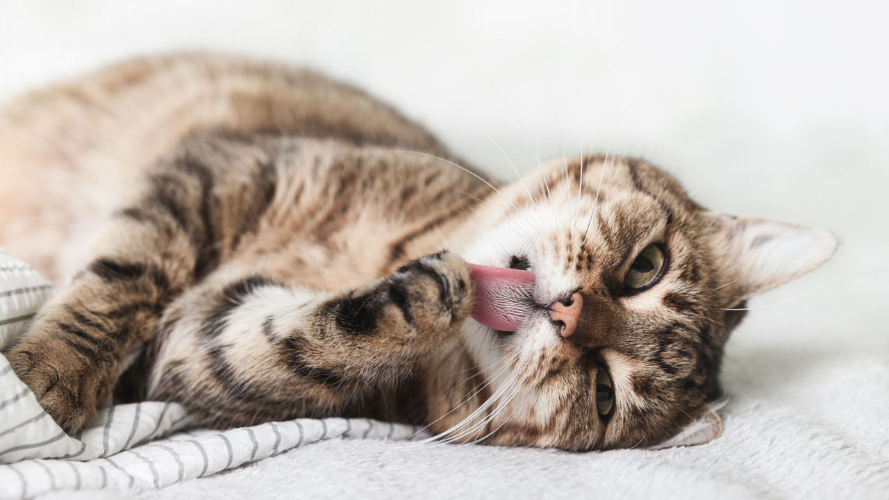 VET CBD Öl für kleine Tiere VET CBD Öl für kleine Tiere