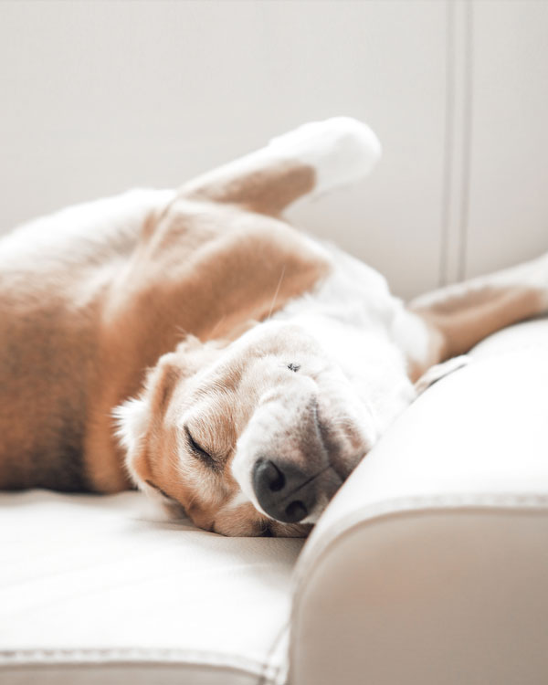 Hundepflege mit Hanföl Hundepflege mit Hanföl