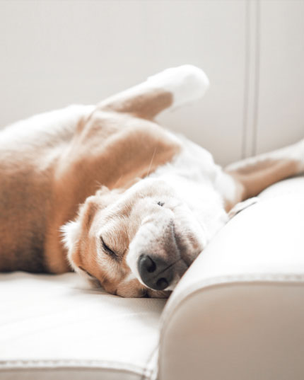 Schönes Fell durch Pflanzenkraft Schönes Fell durch Pflanzenkraft