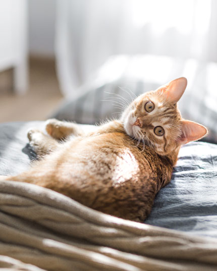 Sorgt für Ruhe und Gelassenheit Sorgt für Ruhe und Gelassenheit