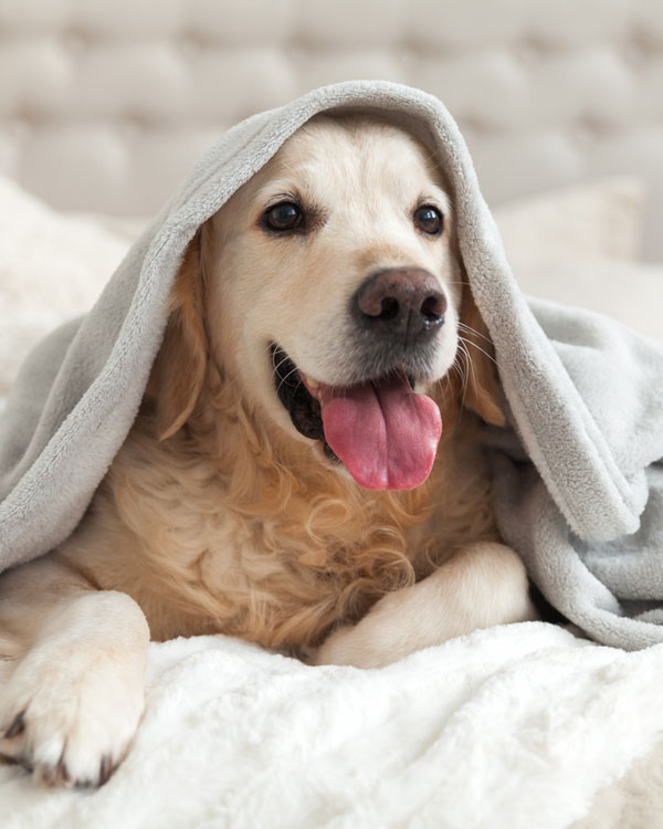 Für alle Hunderassen Für alle Hunderassen