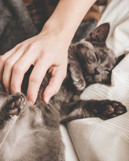 Tierpflege bei gereizter Haut Tierpflege bei gereizter Haut